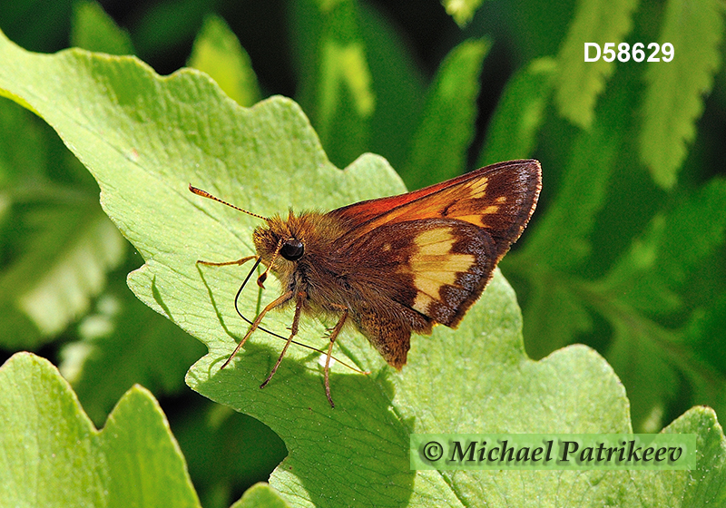 Hobomok Skipper (Poanes hobomok)